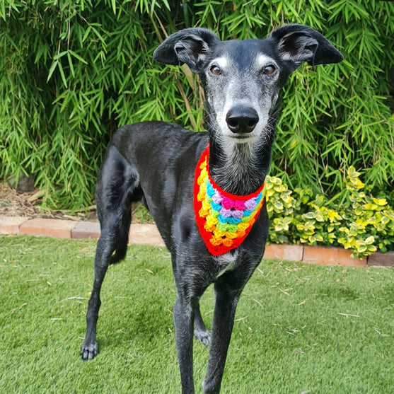 Dandy - Hund Bandana
2