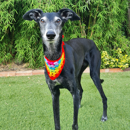 Dandy - Hund Bandana
4