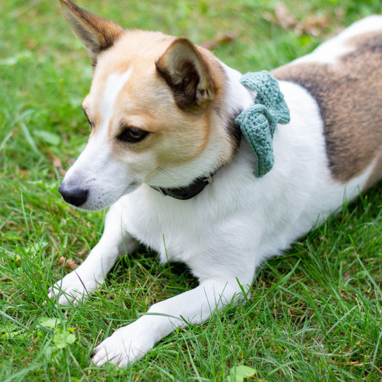 Wow Bow - Hund rosett
3