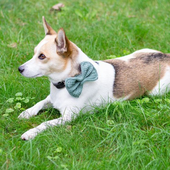 Wow Bow - Hund rosett
2