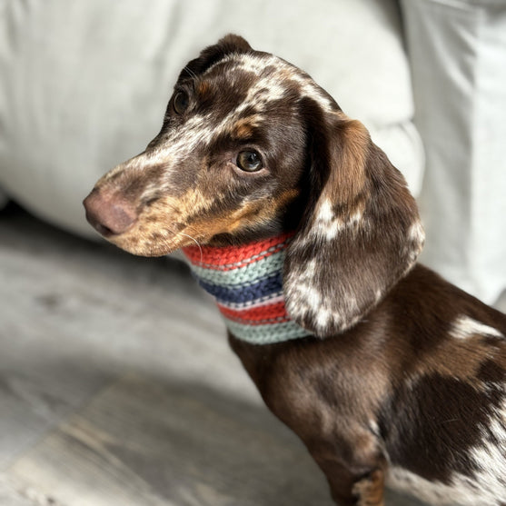 Wes - Hund Scarf
2
