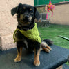 

Cuddly Wrap - Hundscarf
5