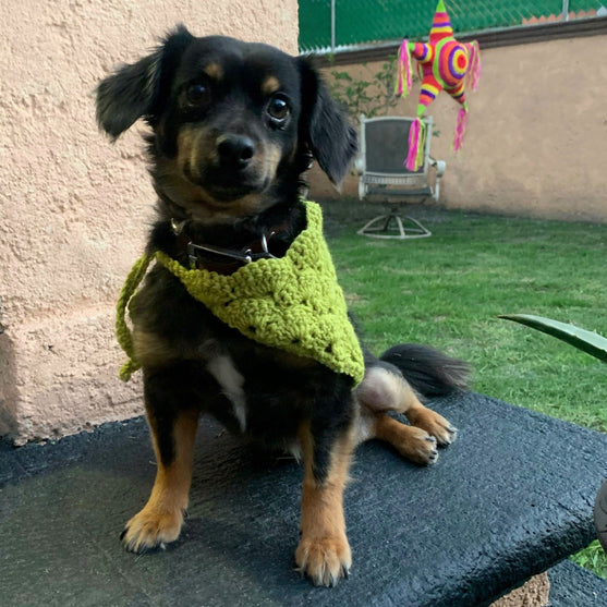 

Cuddly Wrap - Hundscarf
5