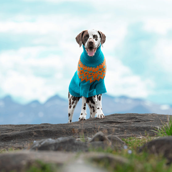 

Dalmatian - Dog Sweater
1