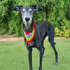 

Dandy - Hund Bandana
4
