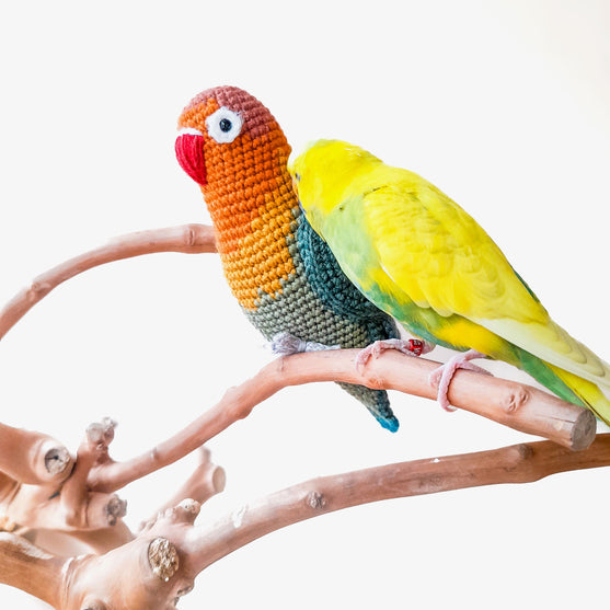 

Fischer’s Lovebird
2
