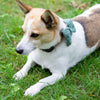 

Wow Bow - Hund rosett
3
