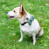 

Wow Bow - Hund rosett
1