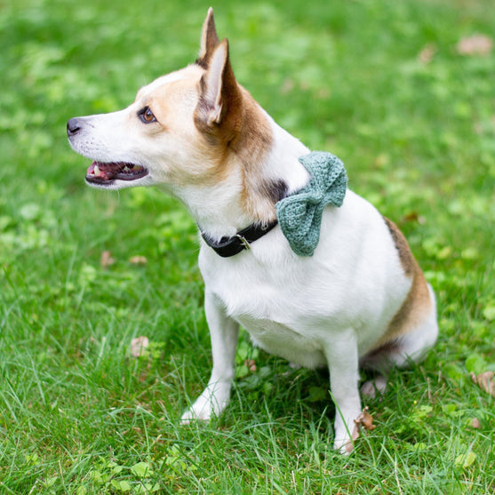 

Wow Bow - Hund rosett
1