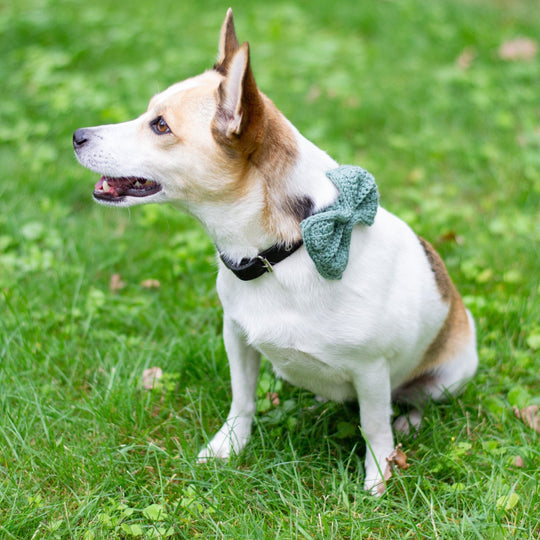Wow Bow - Hund rosett