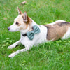 

Wow Bow - Hund rosett
2