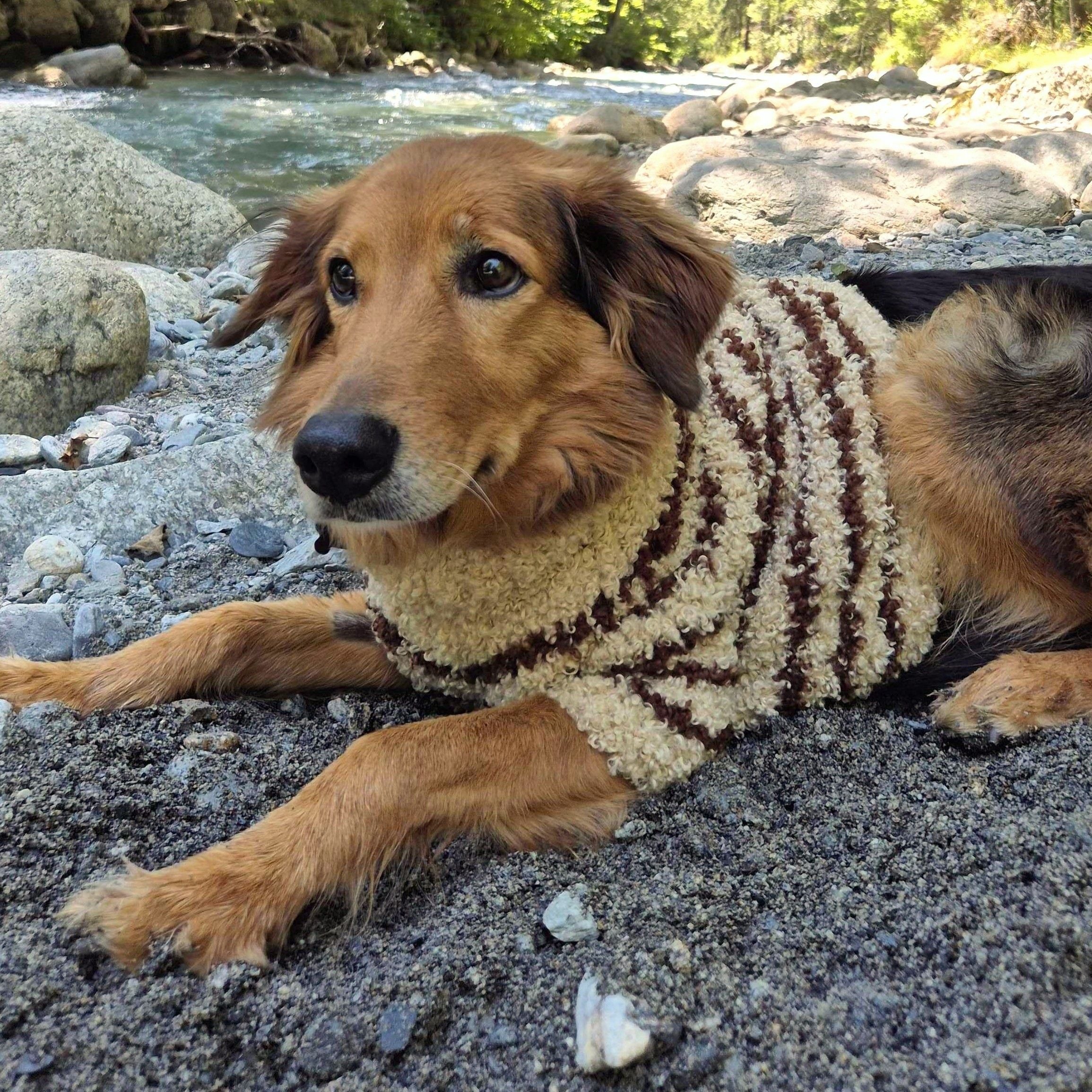 hundesweater-555.jpg